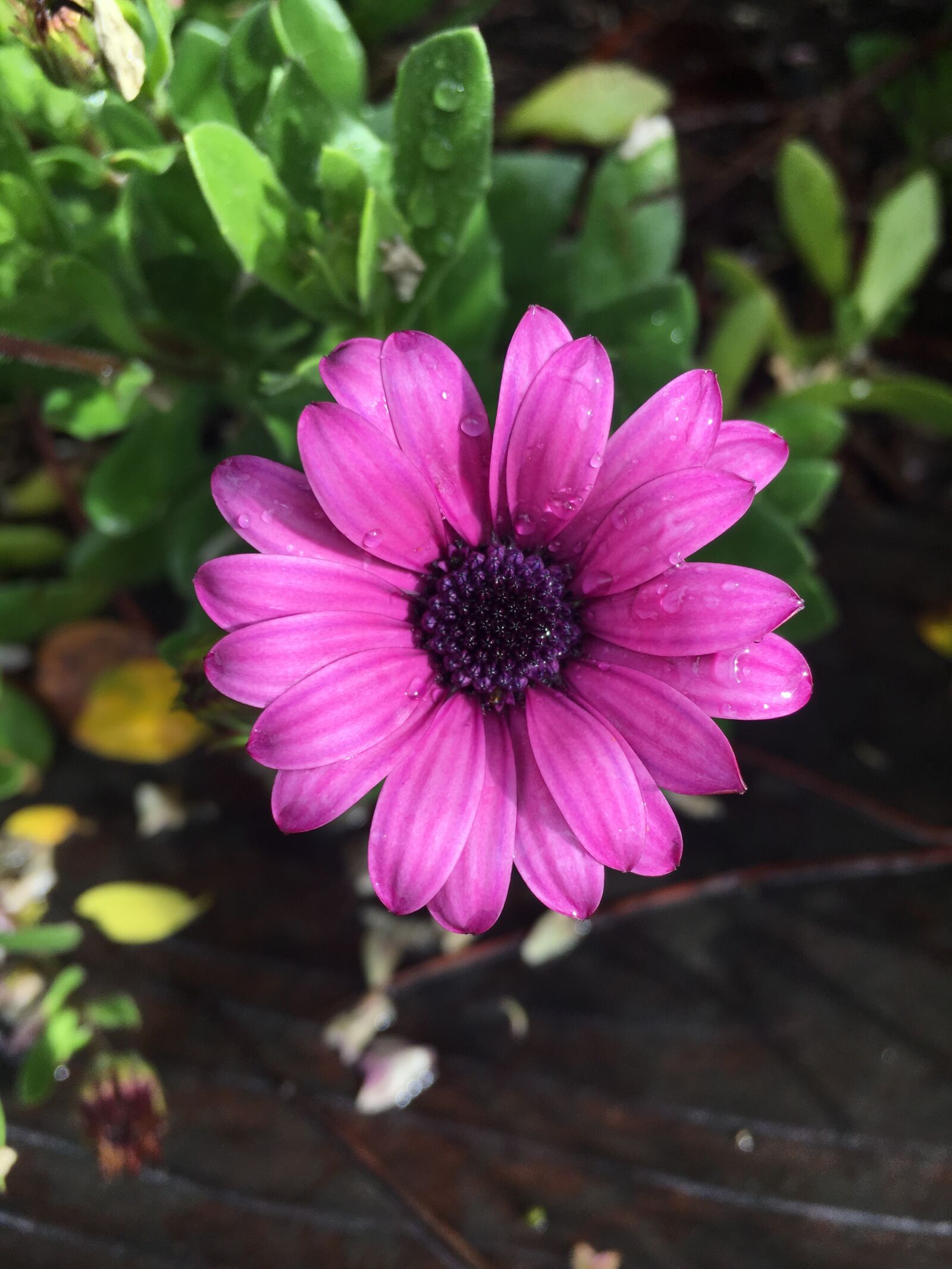 Apple iPhone 6s sample photo. Purple, daisy, flower photography