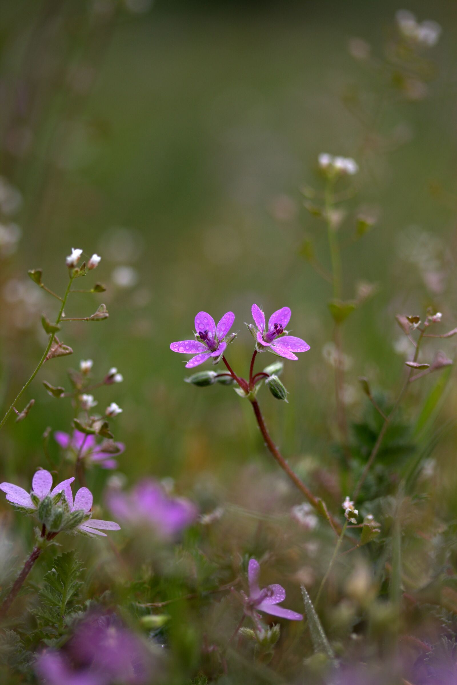 Canon EF-S 60mm F2.8 Macro USM sample photo. Flower, camp, violet photography