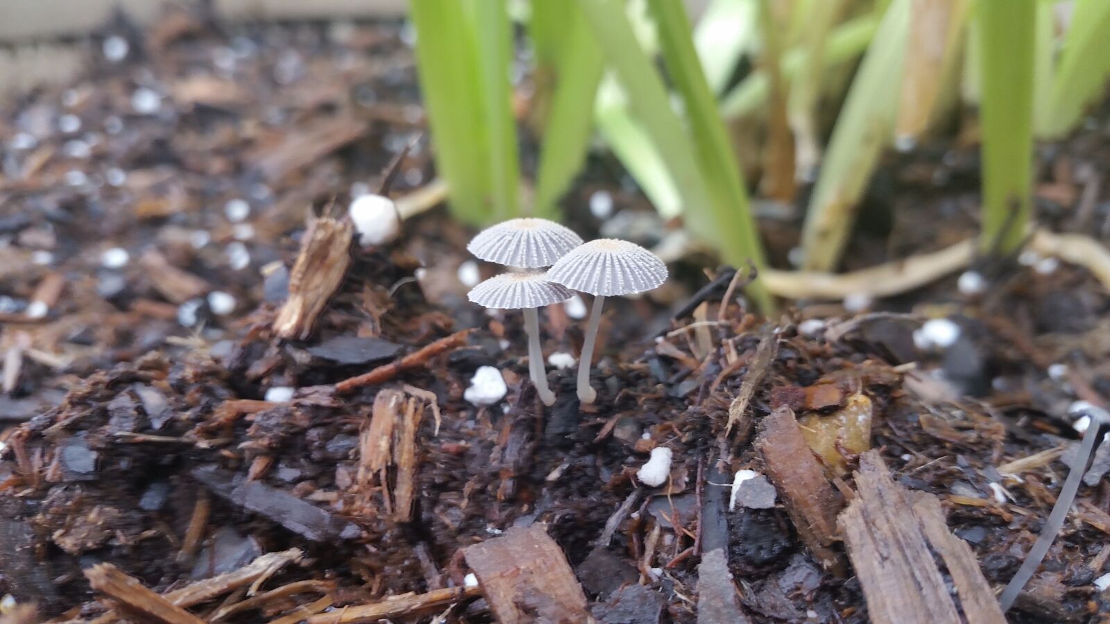 Samsung Galaxy S5 sample photo. Nature, mushrooms, close up photography