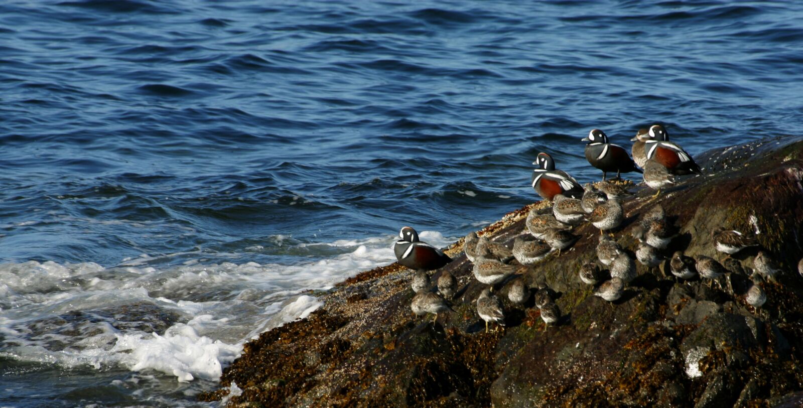 Canon EOS D60 sample photo. Harlequin ducks, ducks, coast photography