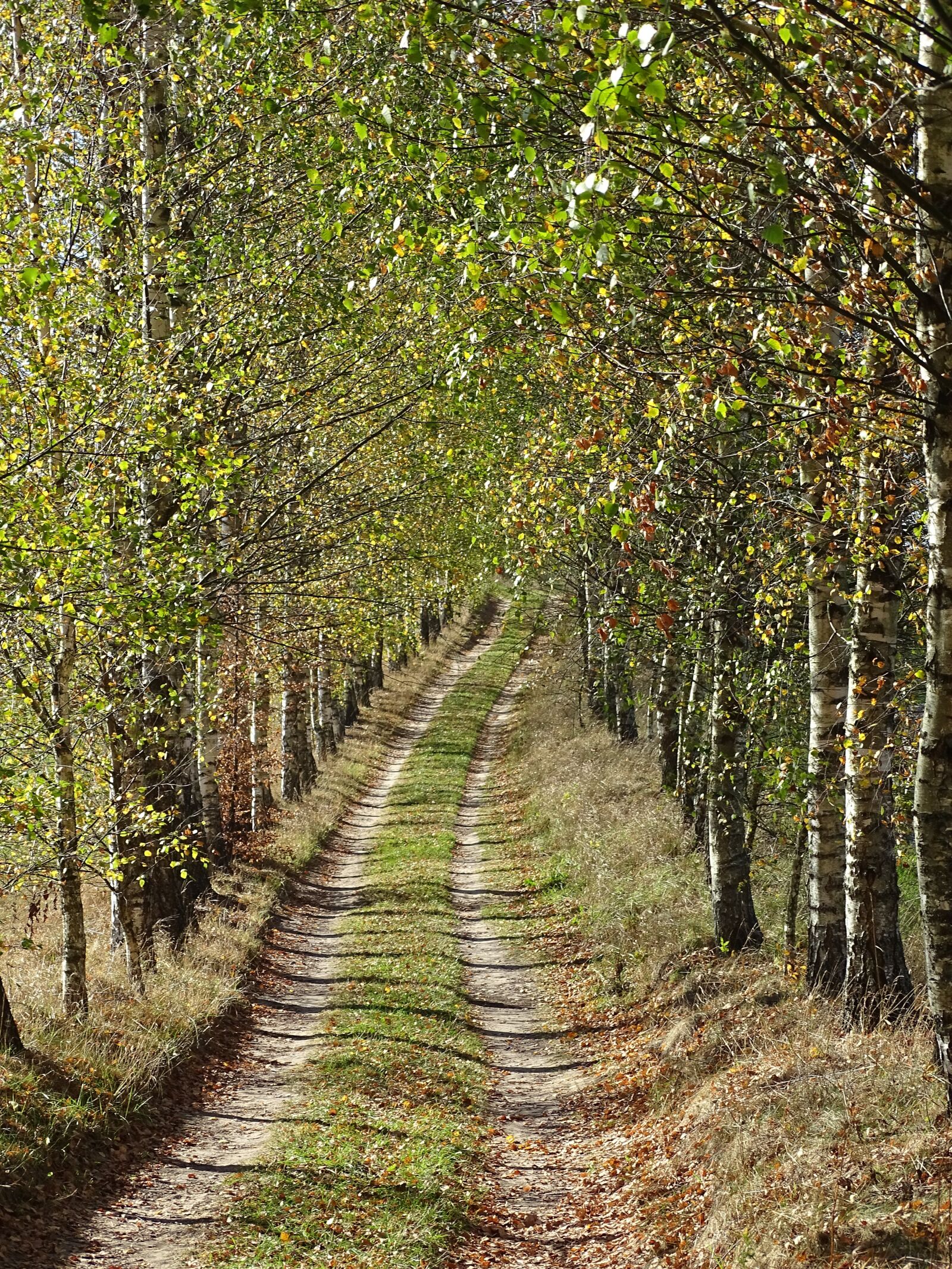 Sony Cyber-shot DSC-HX400V sample photo. The path, forest, landscape photography