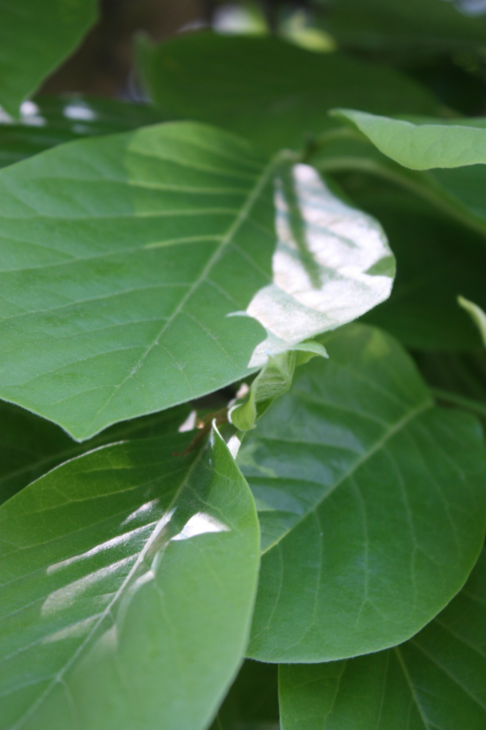Canon EOS 450D (EOS Rebel XSi / EOS Kiss X2) sample photo. Spring, leaves, green photography