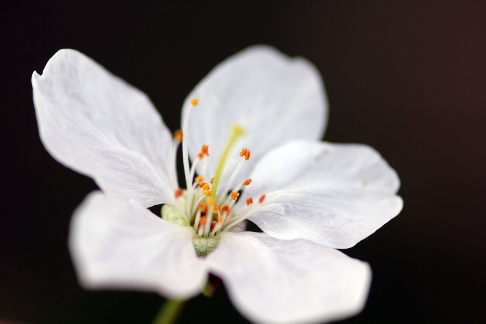 Canon EOS 550D (EOS Rebel T2i / EOS Kiss X4) sample photo. Beautiful, bloom, blooming, blossom photography