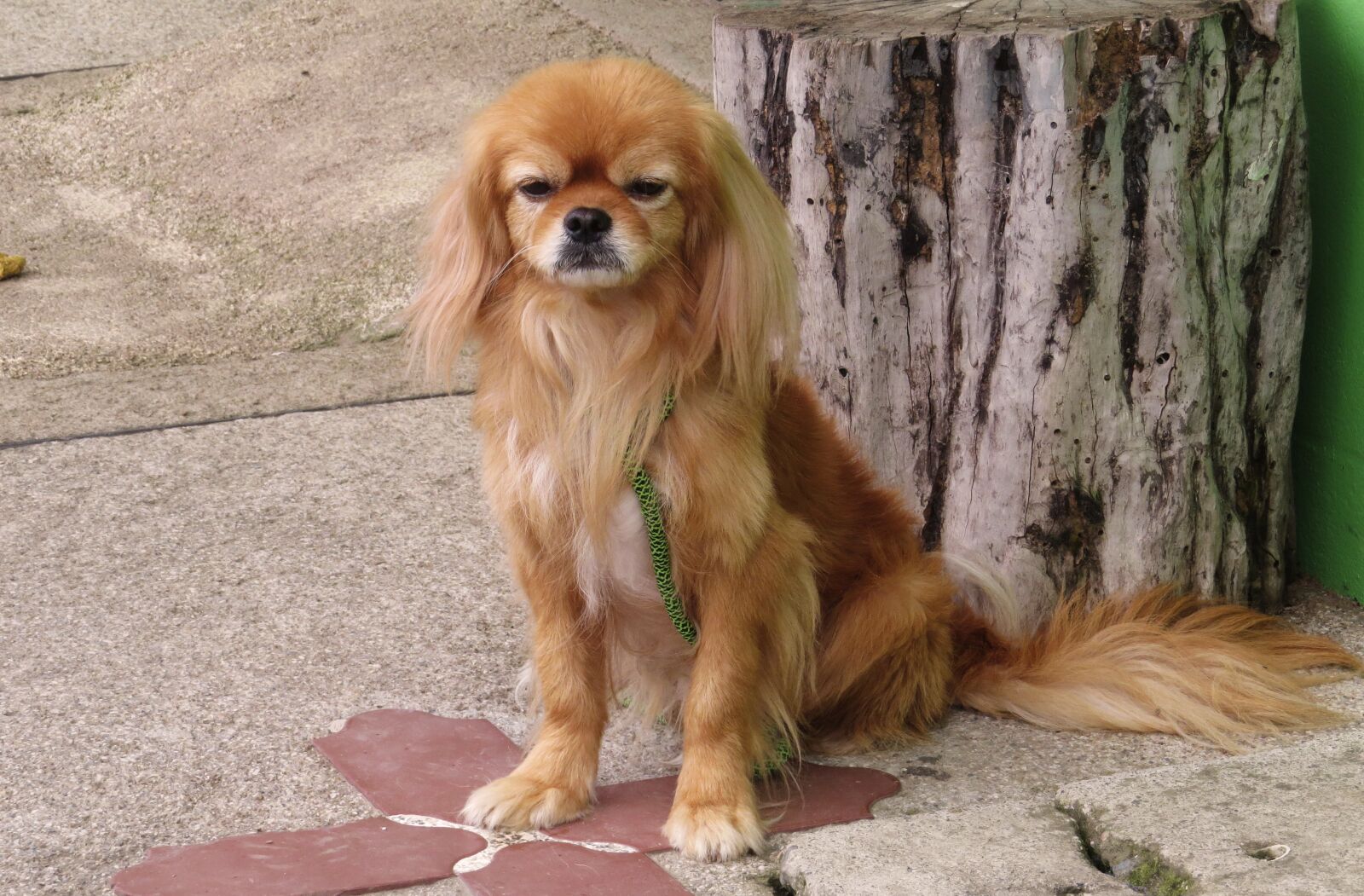 Canon PowerShot SX50 HS sample photo. Portrait, canis lupus familiaris photography