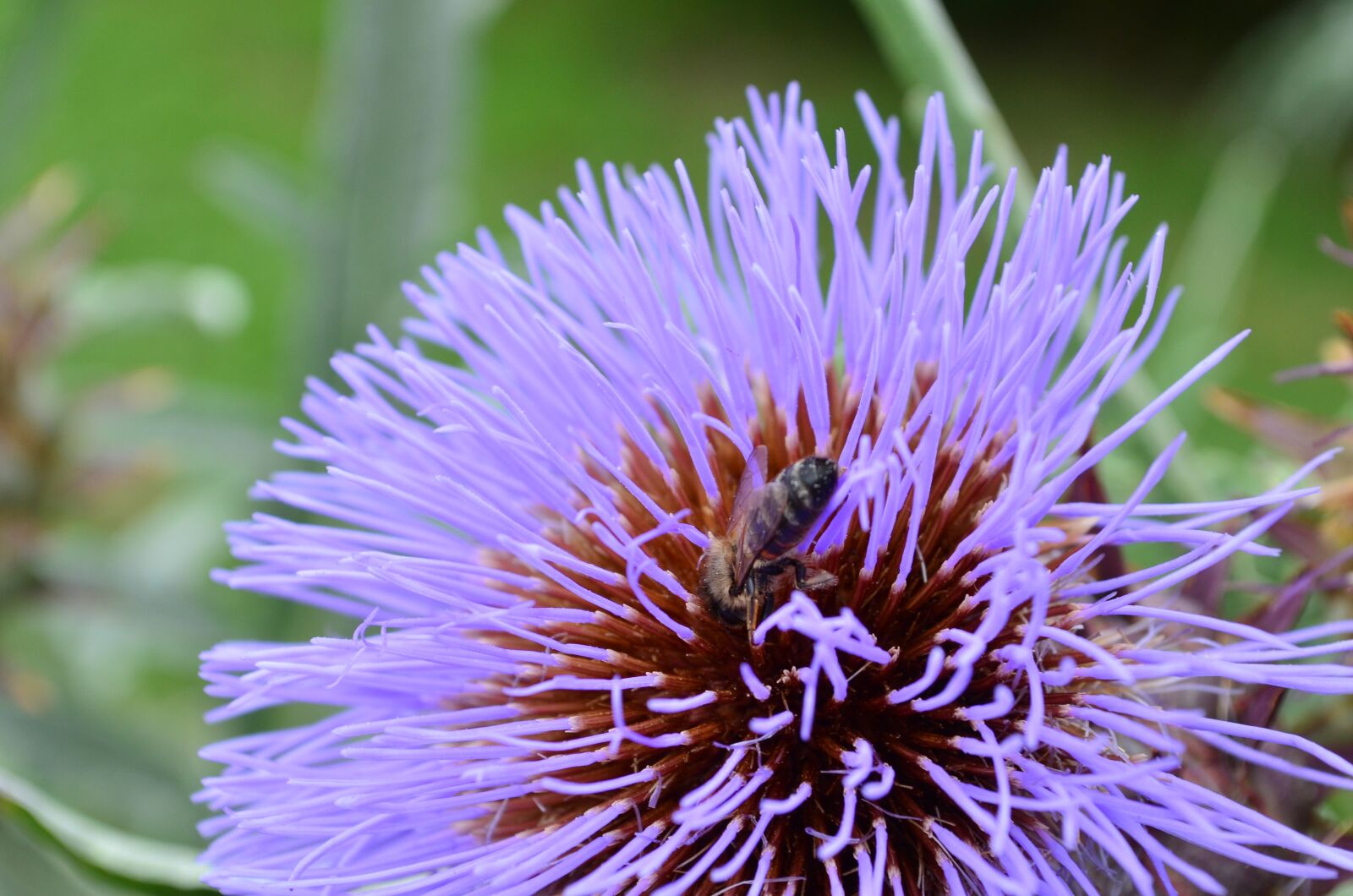 Nikon D5100 sample photo. Thistle, macro, plants photography