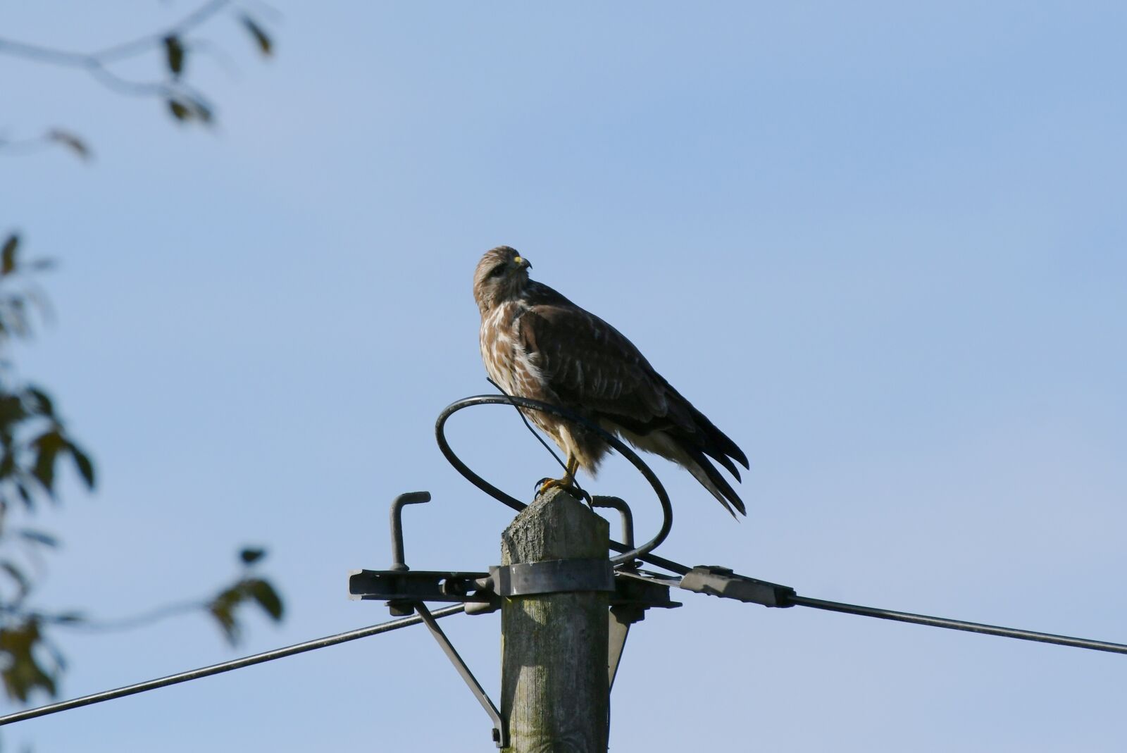 Nikon D500 sample photo. Common buzzard, bird of photography