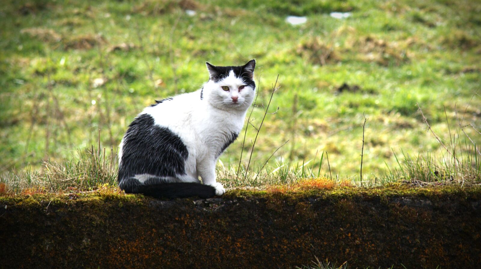 55.0-200.0mm f/4.0-f/5.6 sample photo. Cat, domestic cat, pet photography