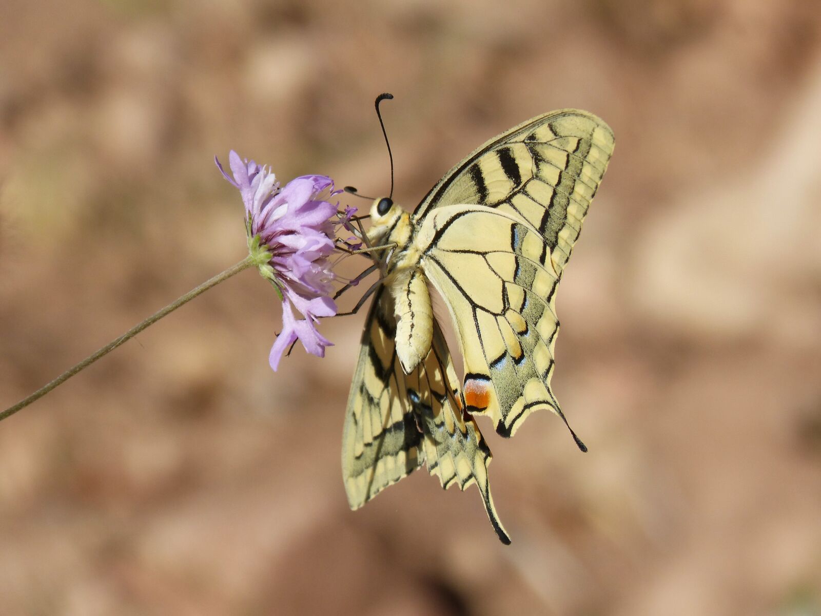 Panasonic DMC-FZ62 sample photo. Machaon, butterfly queen, papilio photography