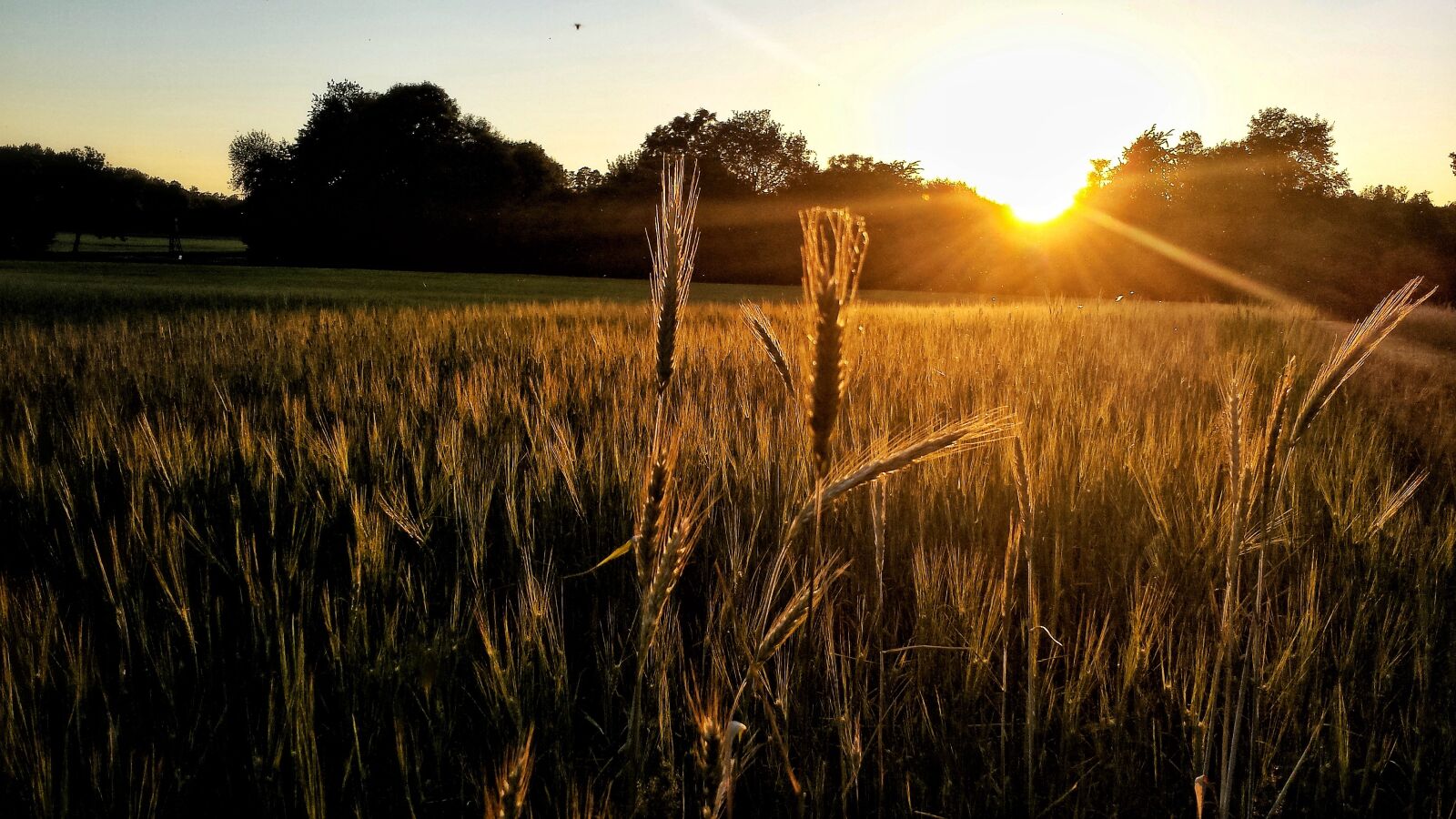 Samsung Galaxy S4 sample photo. Sunset, cornfield, landscape photography