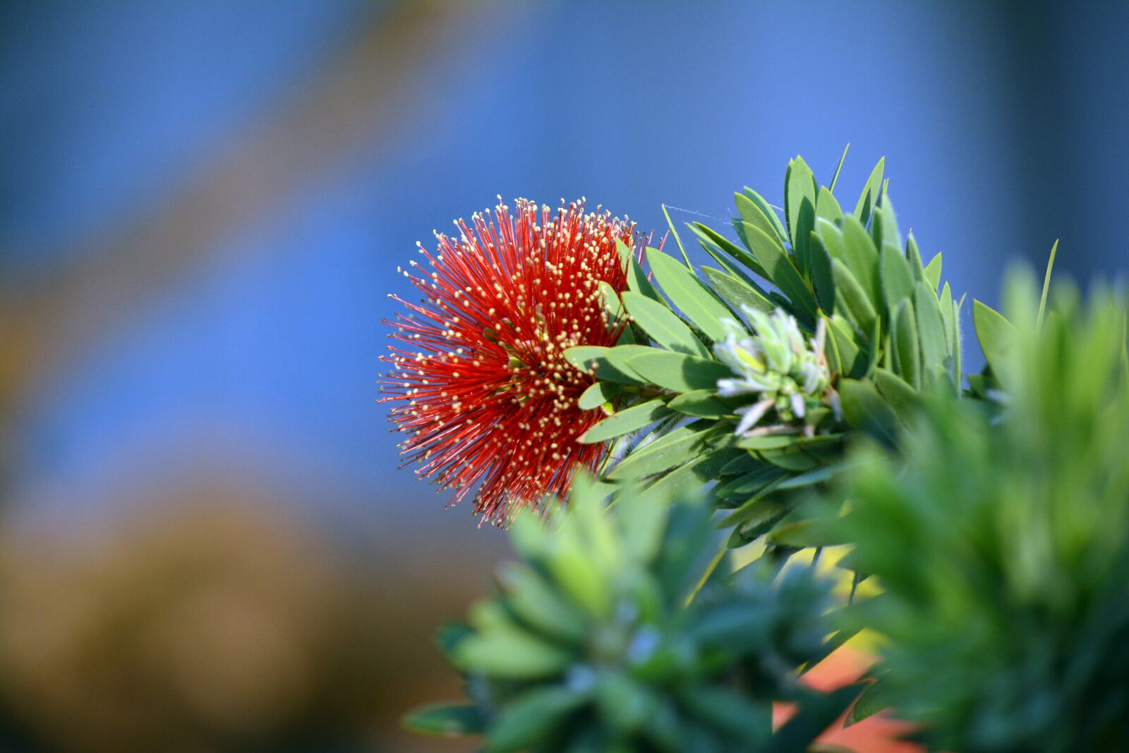Nikon D5200 sample photo. Bottlebrush, flower, leaves photography