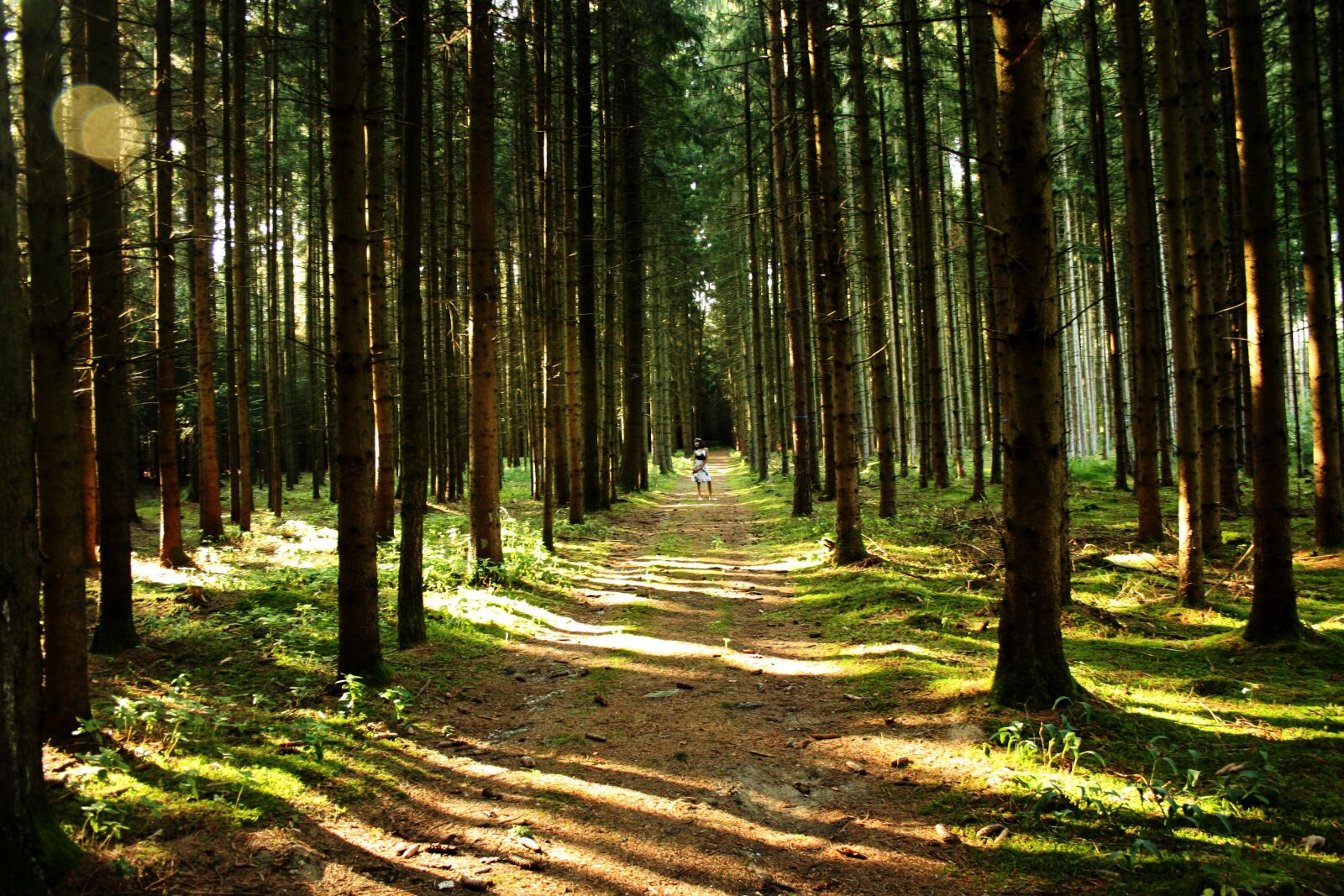 Canon EOS 1000D (EOS Digital Rebel XS / EOS Kiss F) sample photo. Forest, trees, forest path photography