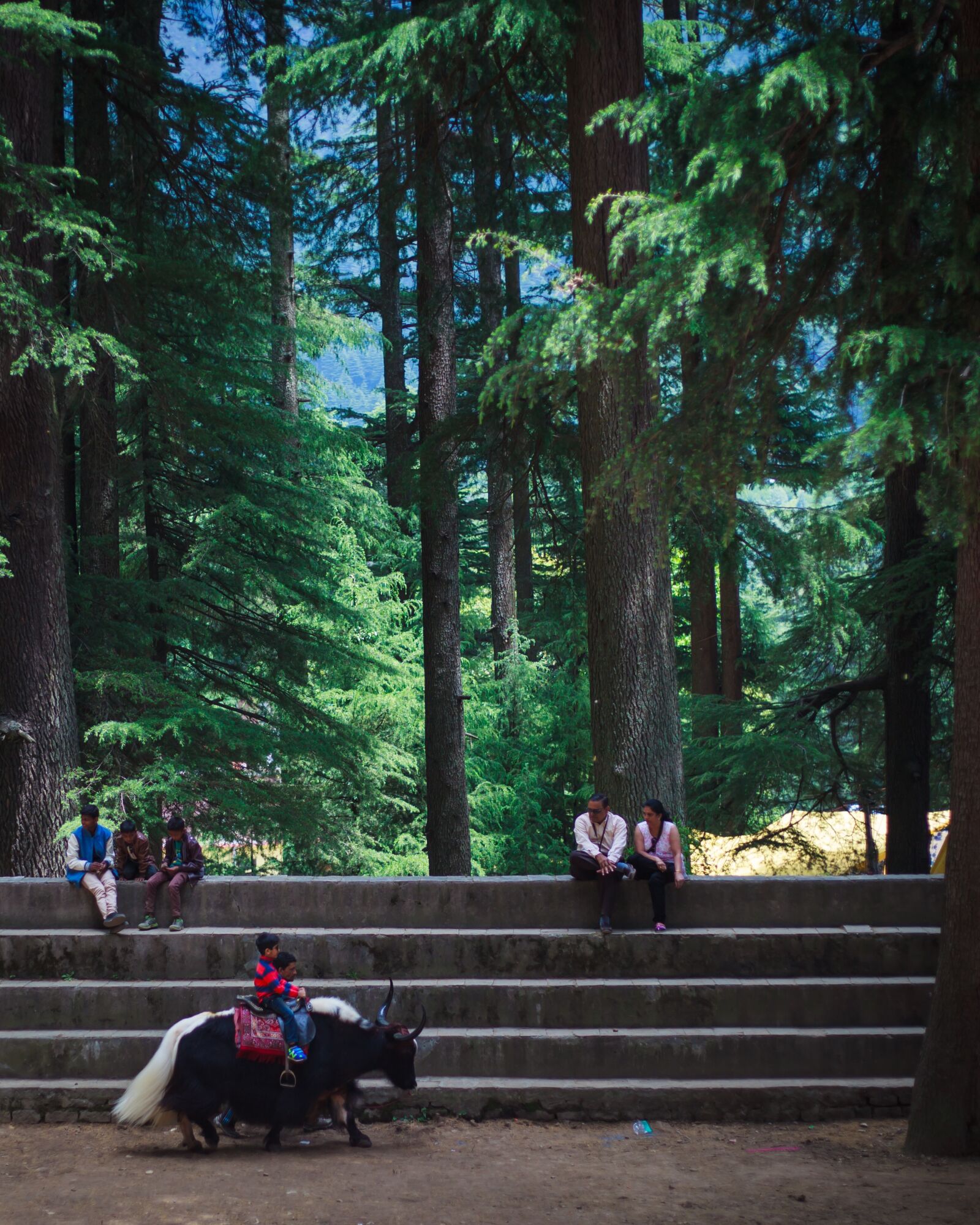 Canon EOS 5D Mark II sample photo. Tree, wood, park photography