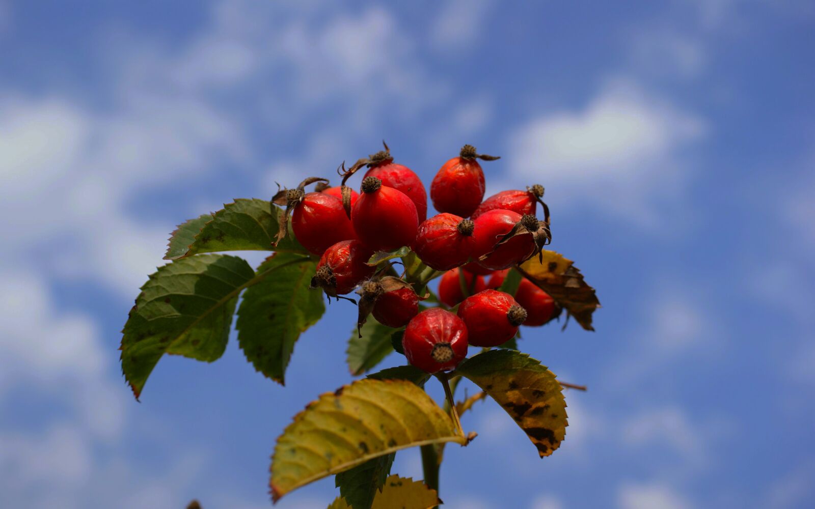 Sony Alpha DSLR-A350 sample photo. Flora, fauna, macro photography