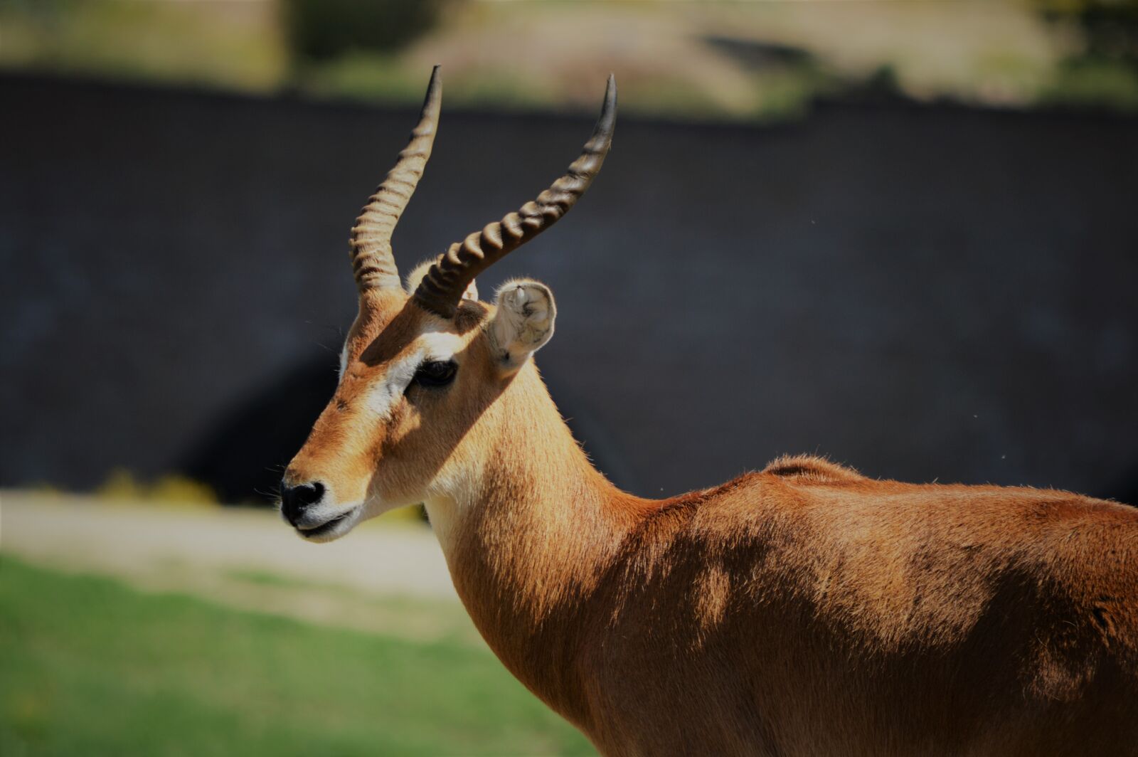 Nikon D3200 sample photo. Safari park, san diego photography