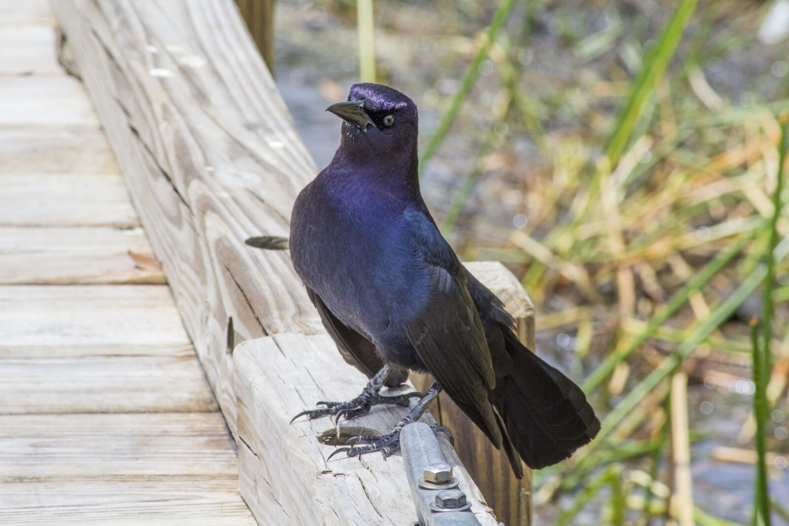 Canon EOS 600D (Rebel EOS T3i / EOS Kiss X5) sample photo. Starling, florida, bird photography