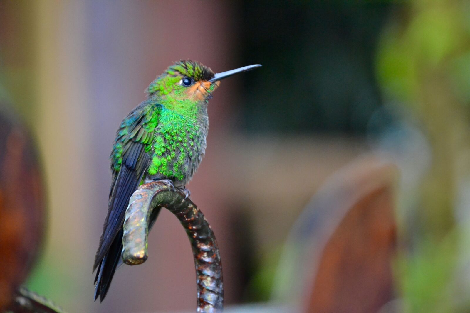 Nikon D3100 sample photo. Costa rica, hummingbird, nature photography