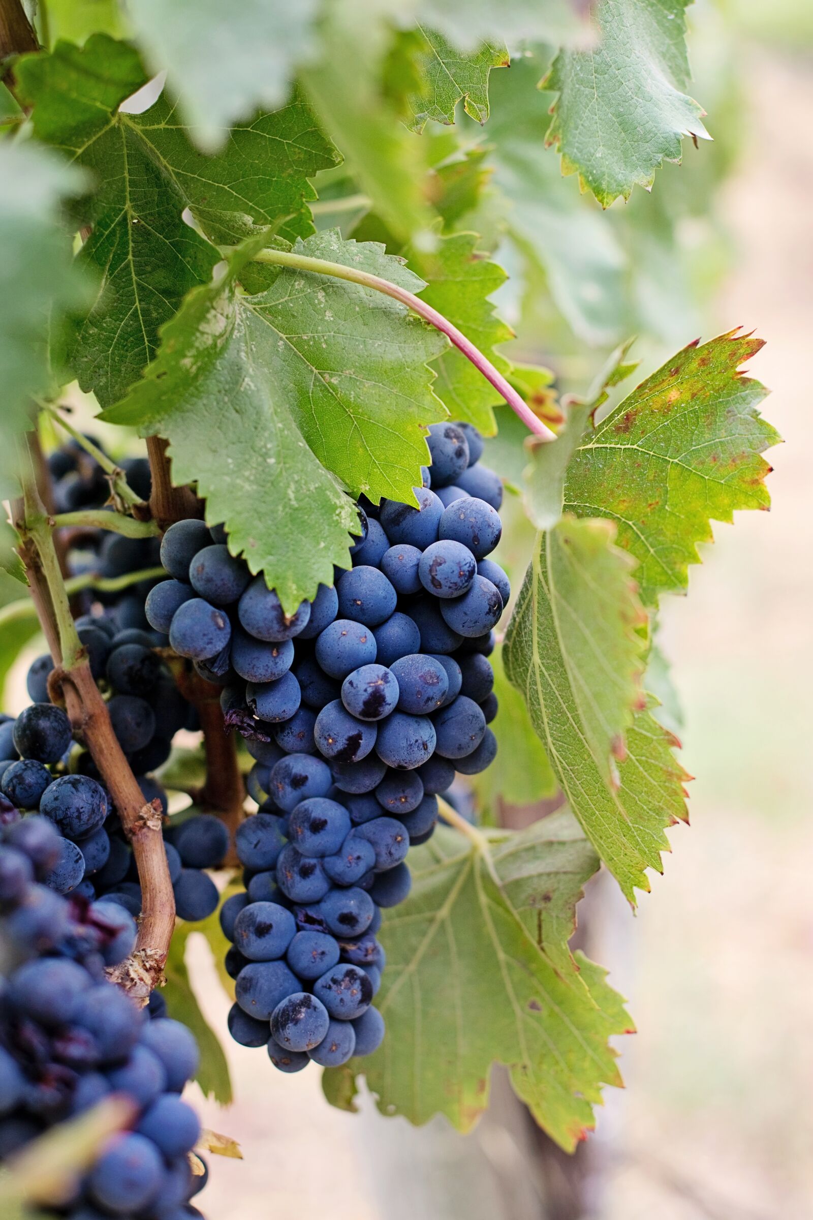 Canon EOS 5D Mark III sample photo. Grapes, wine grapes, purple photography