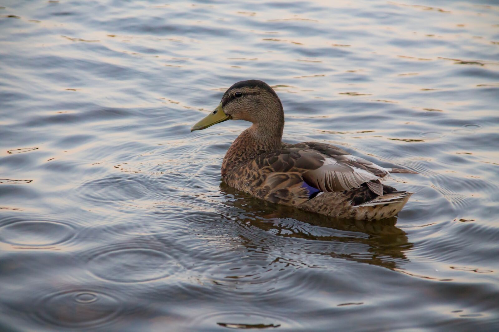 Canon EOS 1100D (EOS Rebel T3 / EOS Kiss X50) sample photo. Bird, duck, lake photography