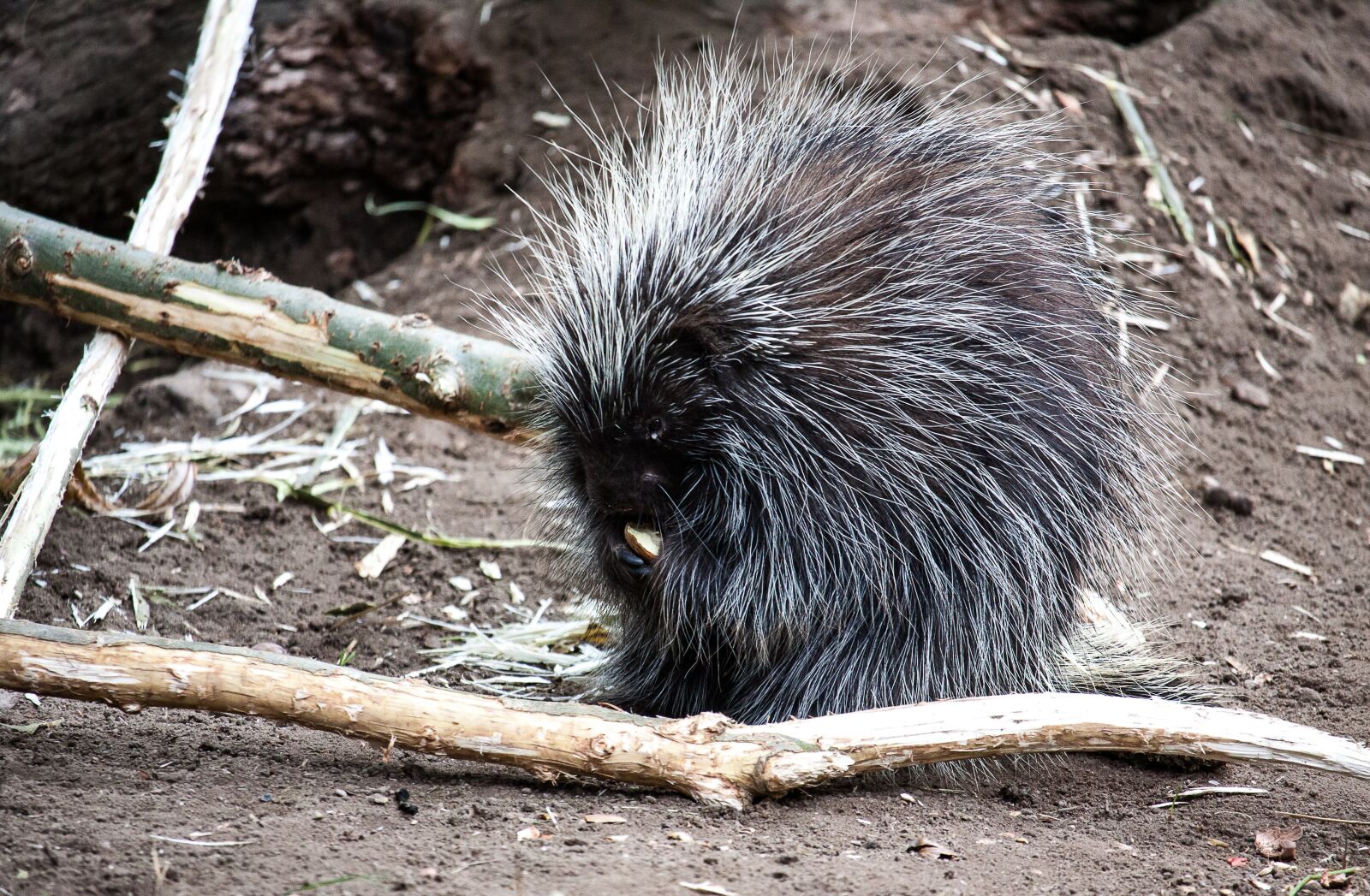 Canon EOS 50D sample photo. Porcupine, animal, prickly photography