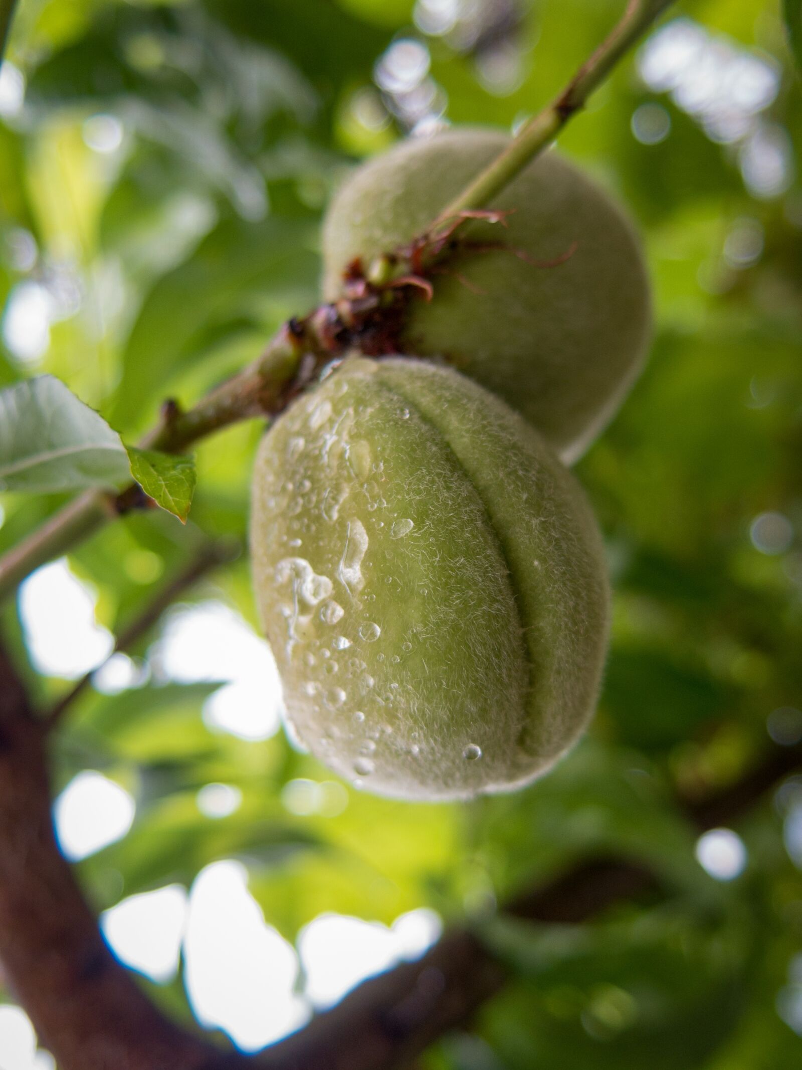 Canon PowerShot G16 sample photo. Fruit, rain drops, tree photography