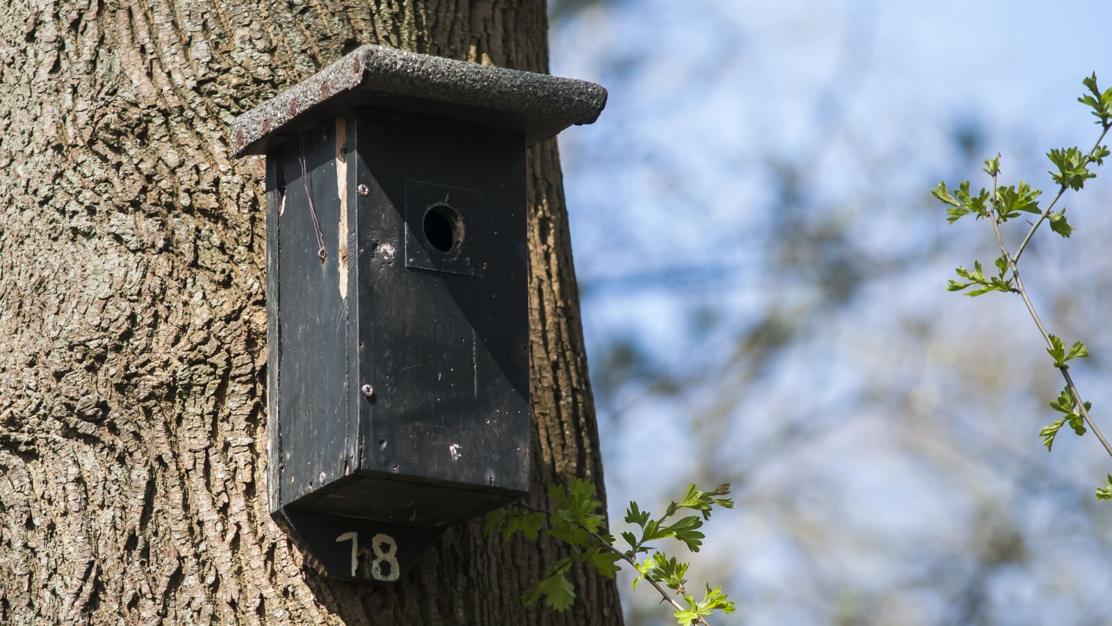 Nikon D300 sample photo. Nest box, birdhouse, forest photography