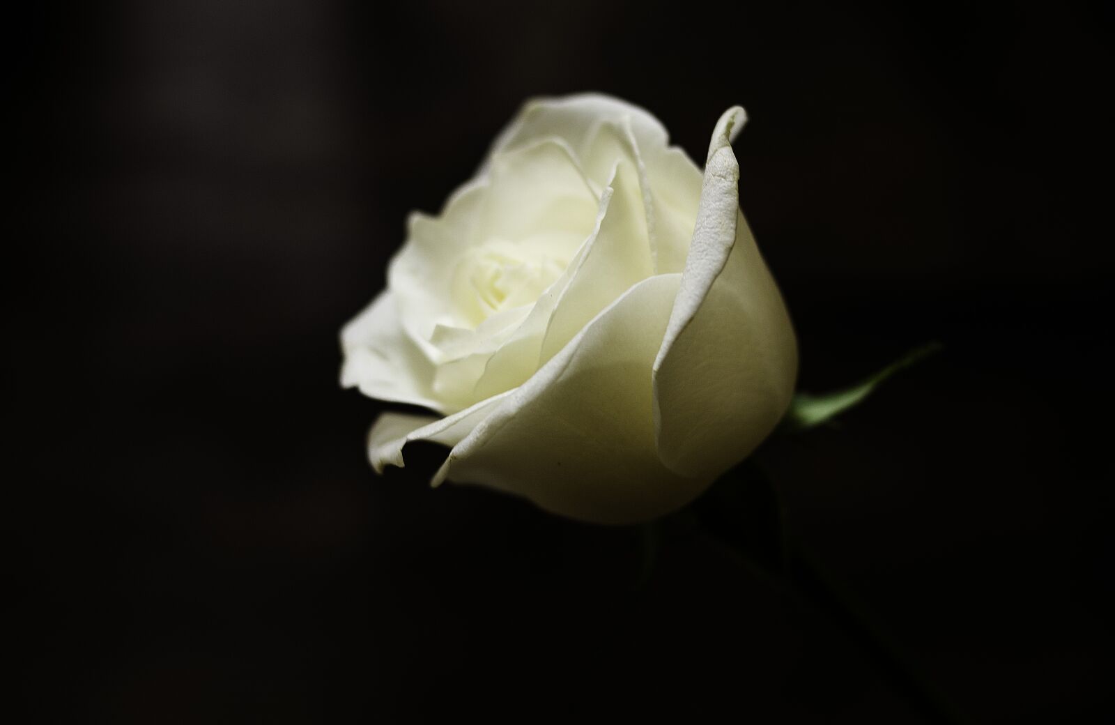 Nikon D7100 sample photo. Rosa, flower, flowers photography