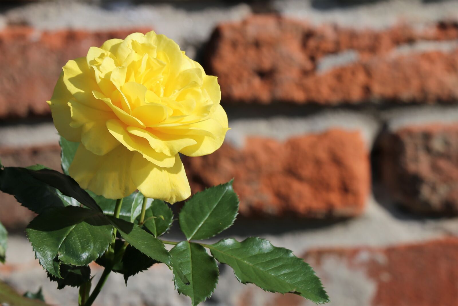 Canon EF 70-300 F4-5.6 IS II USM sample photo. Yellow rose, rosa foetida photography