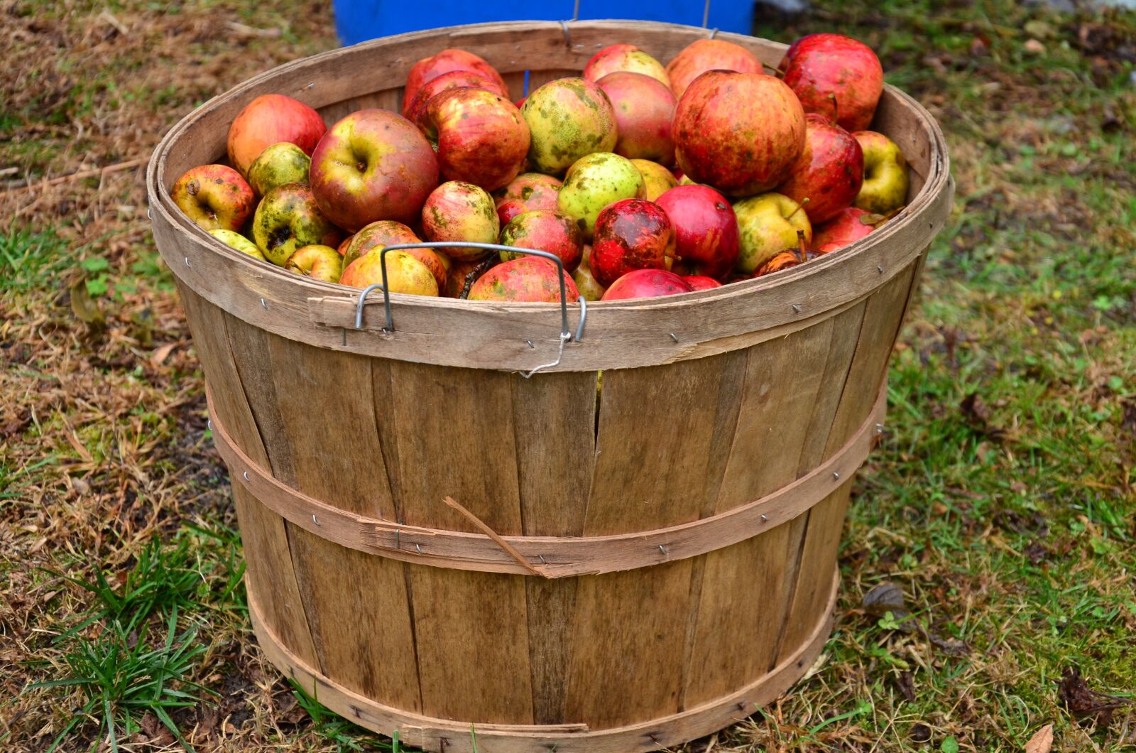 Nikon D7000 sample photo. Apple, food, cider photography