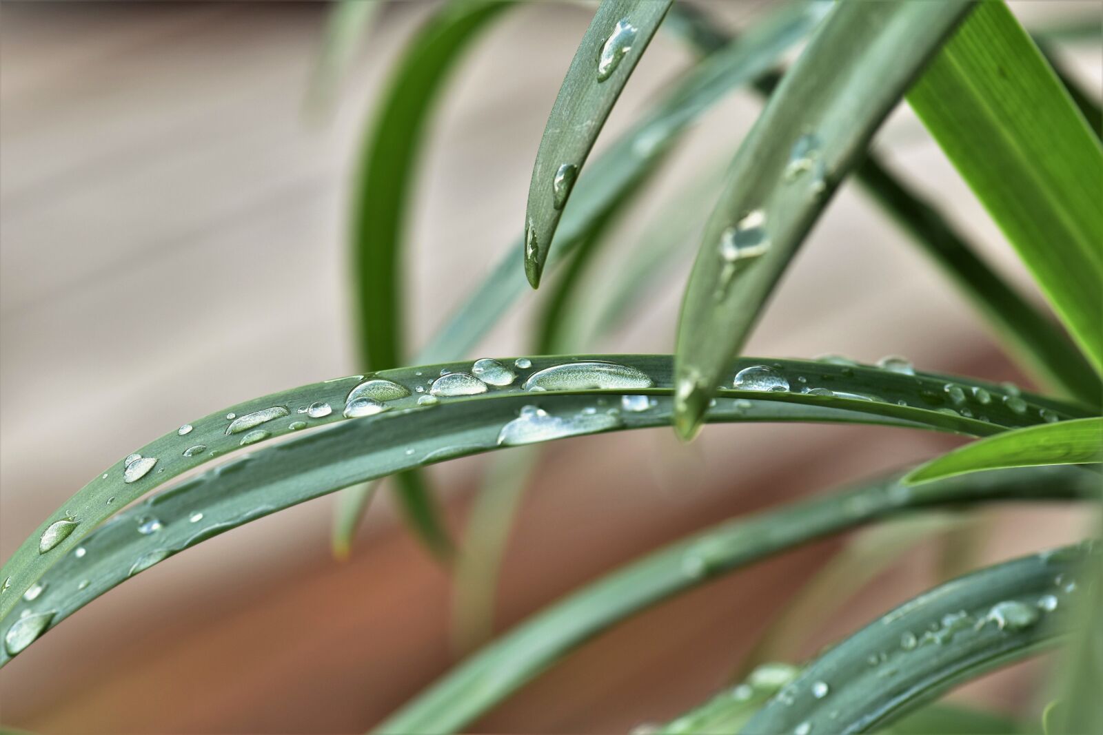 Nikon D5500 sample photo. Jewelry lilies, plant, leaves photography