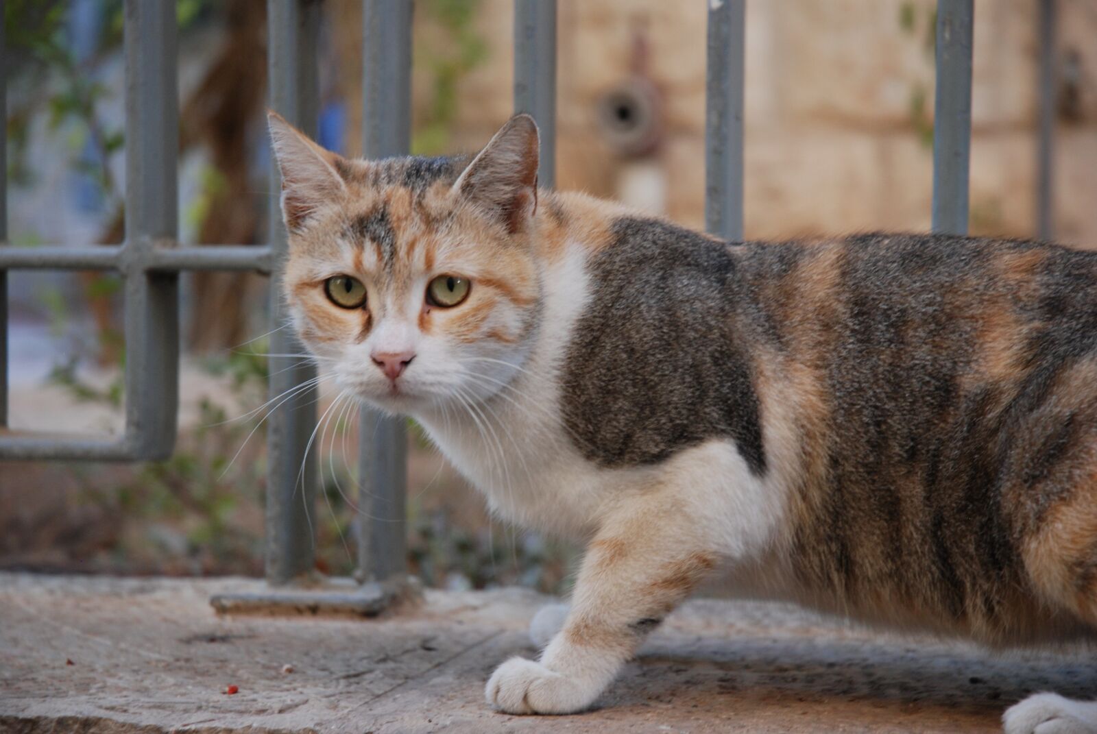 Nikon D80 sample photo. Cat, courtyard, animal photography