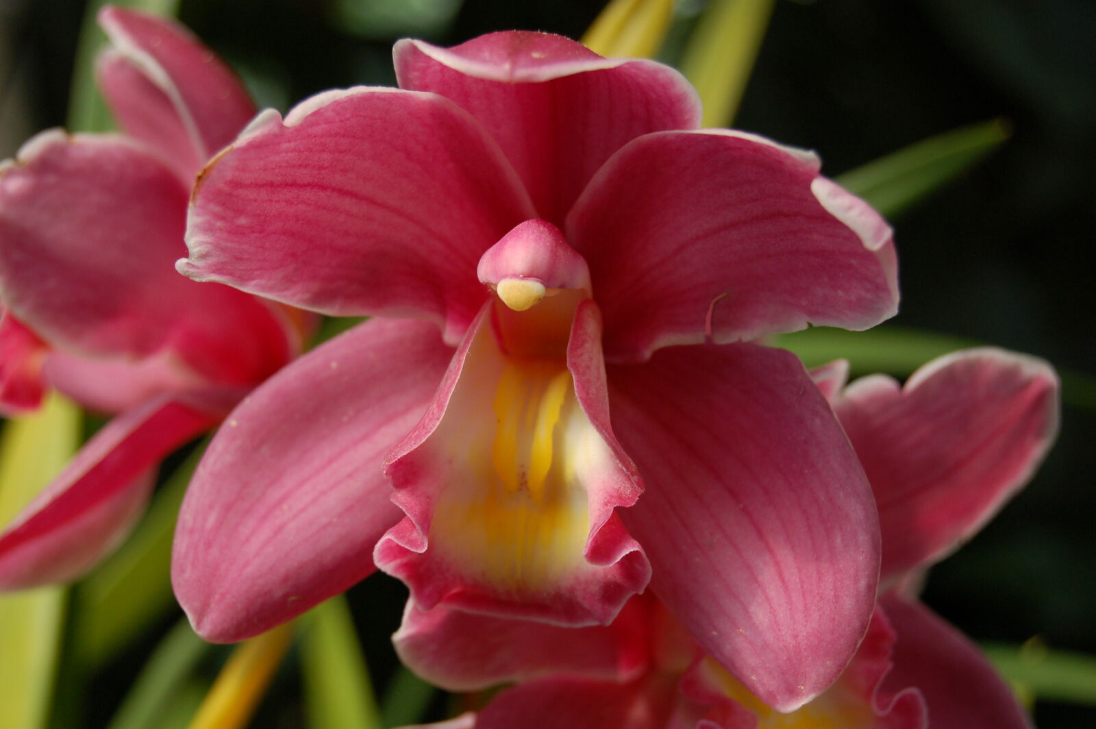 AF-S DX Zoom-Nikkor 18-55mm f/3.5-5.6G ED sample photo. Orchid, orchids, pink photography