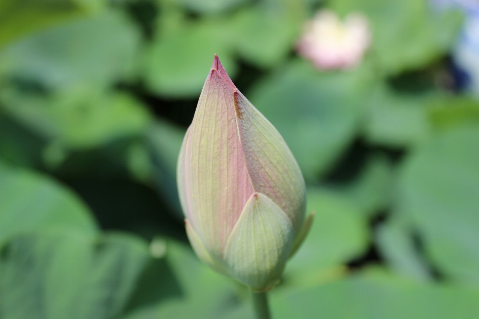 Canon EOS 600D (Rebel EOS T3i / EOS Kiss X5) sample photo. Flower, lotus, water lily photography