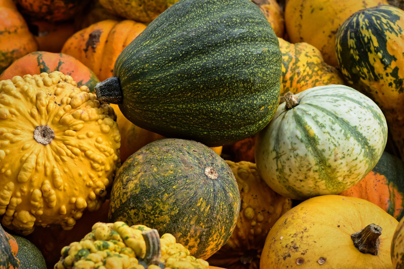 Nikon D7200 sample photo. Pumpkin, fruit, autumn photography