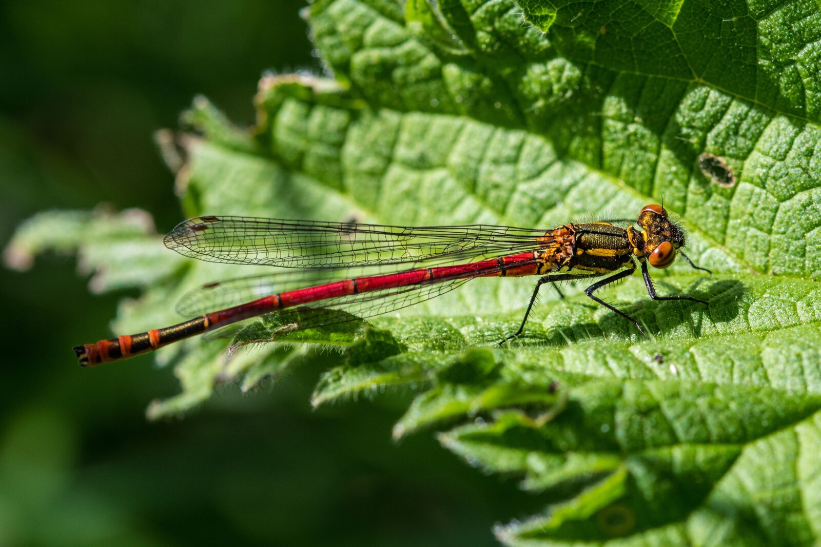 Nikon D500 sample photo. Damselfly, red, macro photography