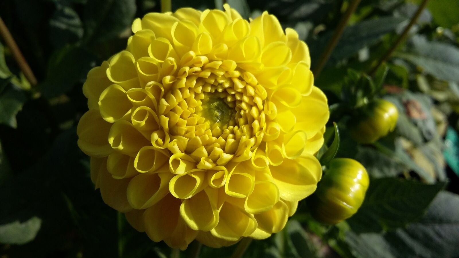 Samsung Galaxy A3 sample photo. Flower, nature, yellow photography