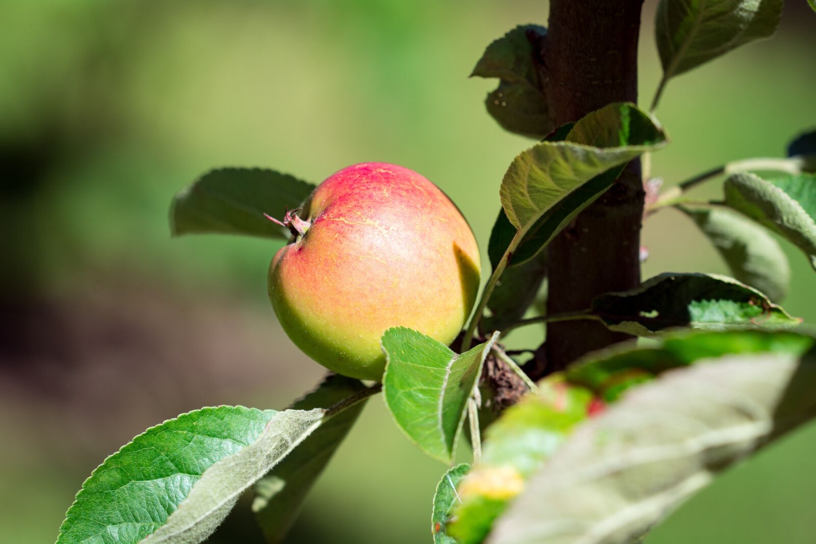 Nikon D7100 sample photo. Apple, bio, bio apple photography