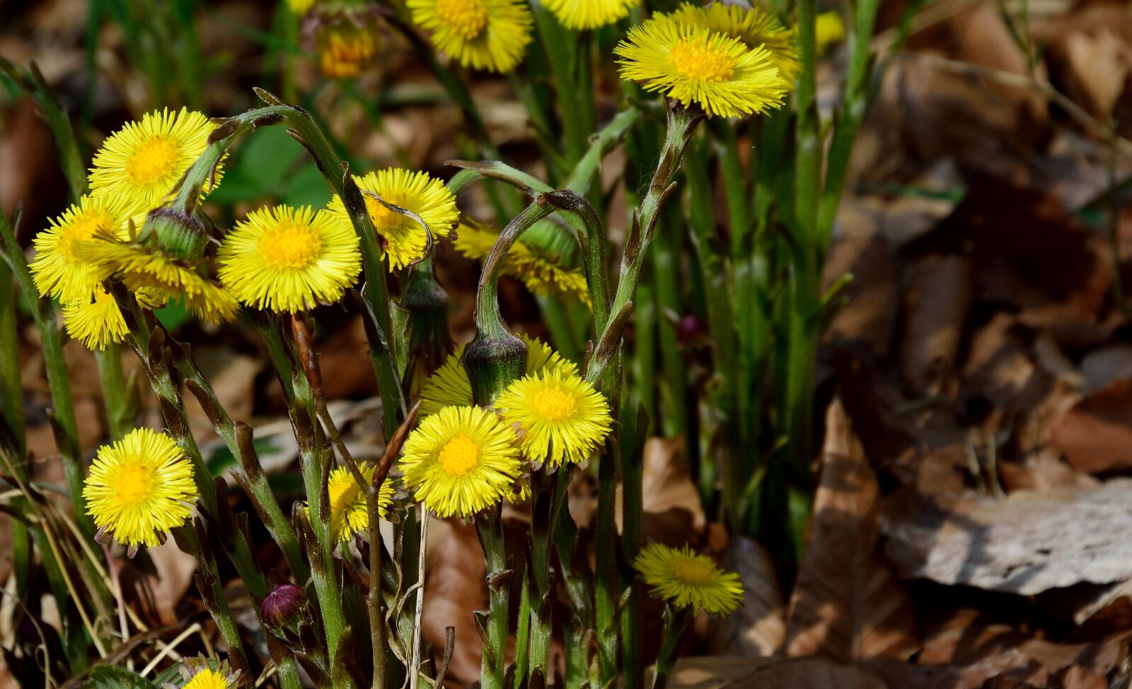 Nikon D3300 sample photo. Forest dandelion, blossom, bloom photography