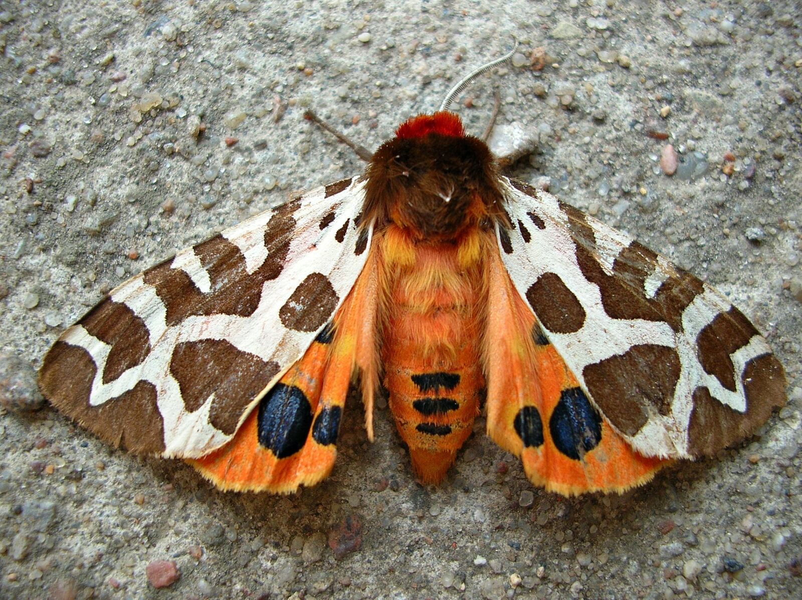 Nikon E4100 sample photo. Butterfly, insect, garden tiger photography