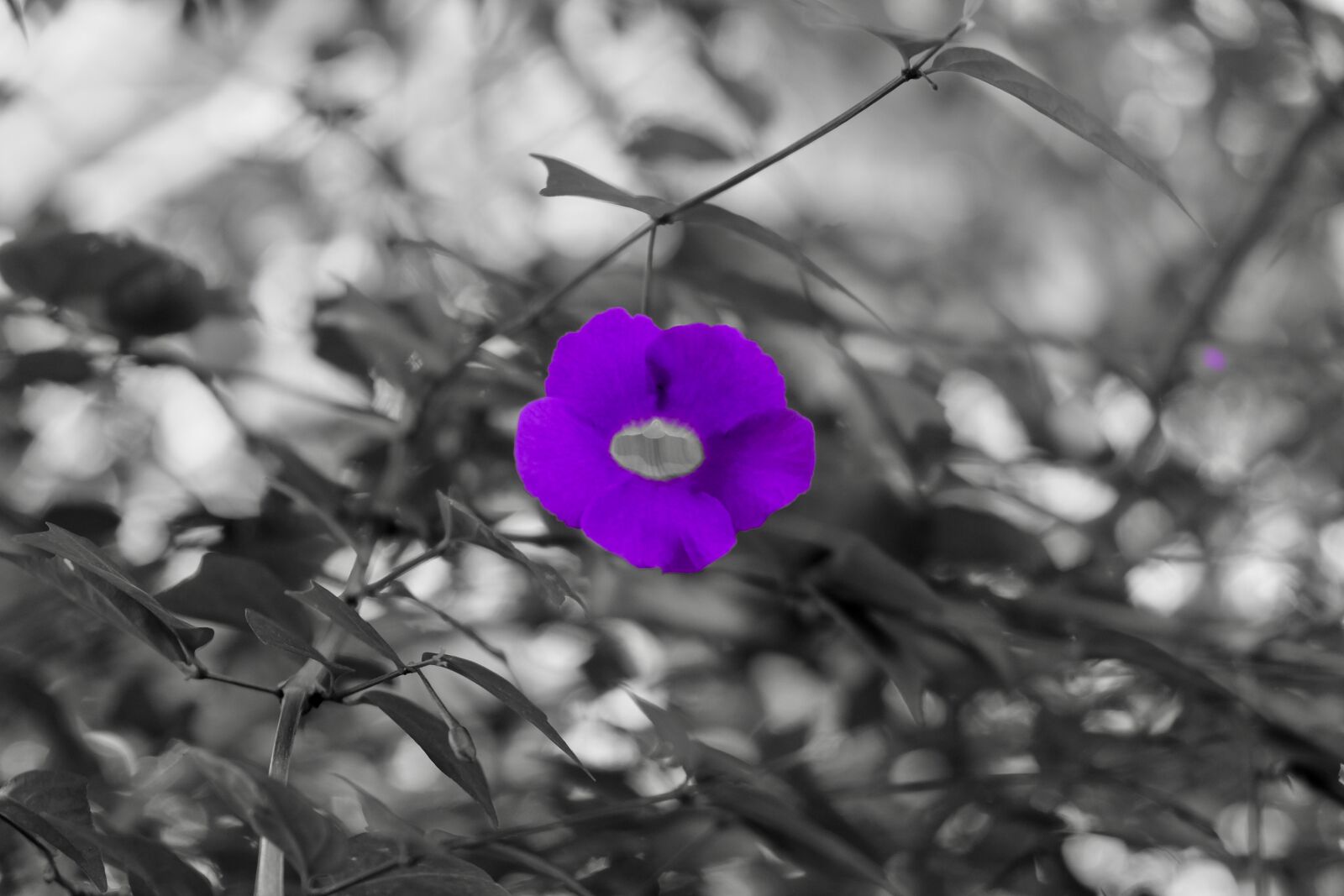 Fujifilm X-T10 sample photo. Flower, purple, lovely photography