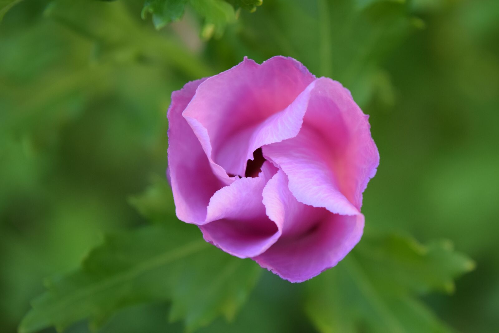 Nikon D3300 sample photo. Hibiscus, blossom, bloom photography