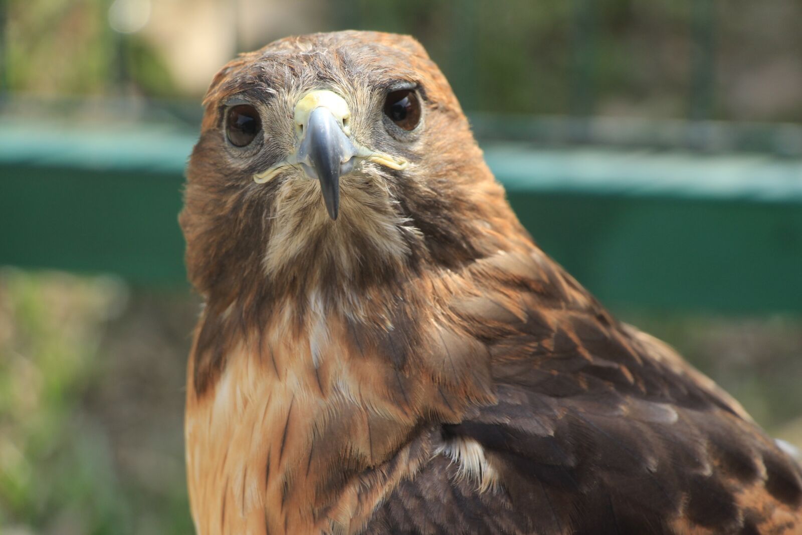 Canon EOS 1200D (EOS Rebel T5 / EOS Kiss X70 / EOS Hi) sample photo. Aguila, bird of prey photography
