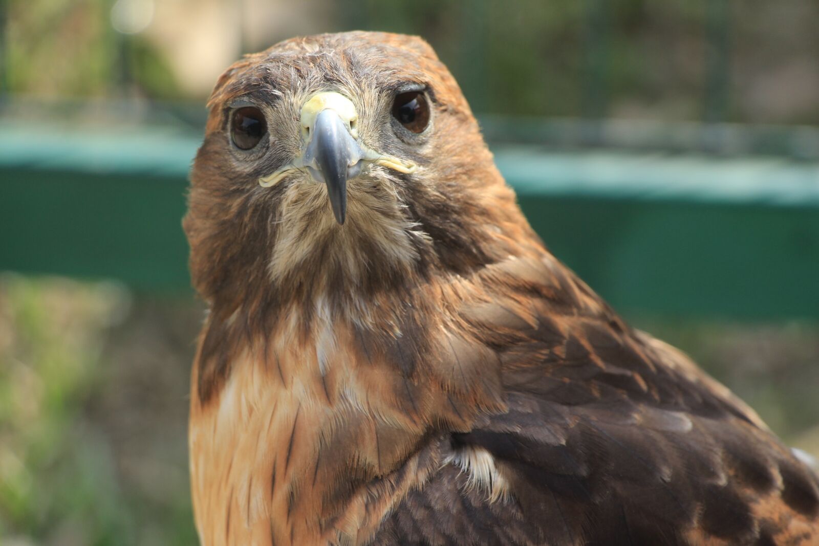 Canon EOS 1200D (EOS Rebel T5 / EOS Kiss X70 / EOS Hi) + Canon EF-S 18-135mm F3.5-5.6 IS STM sample photo. Aguila, bird of prey photography