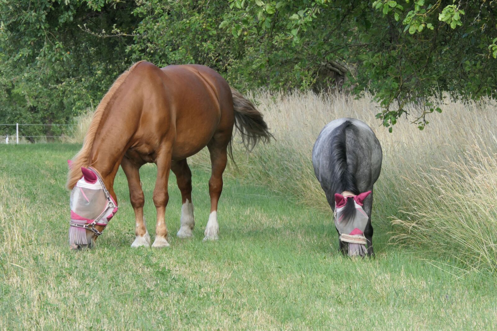 Panasonic Lumix DMC-FZ2500 (Lumix DMC-FZ2000) sample photo. Horse, pony, pasture photography