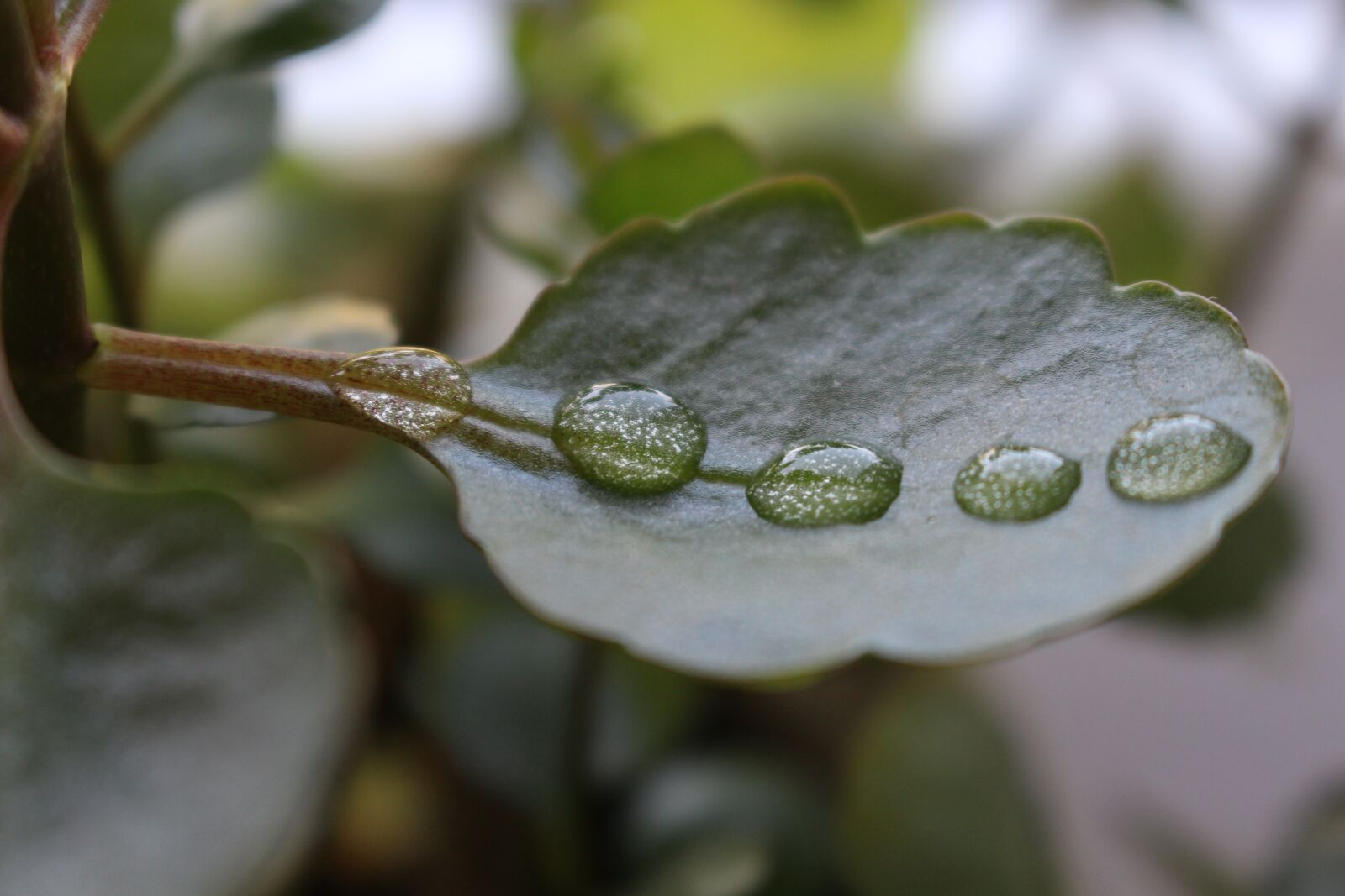 Canon EOS 100D (EOS Rebel SL1 / EOS Kiss X7) sample photo. Drops, green, macro photography