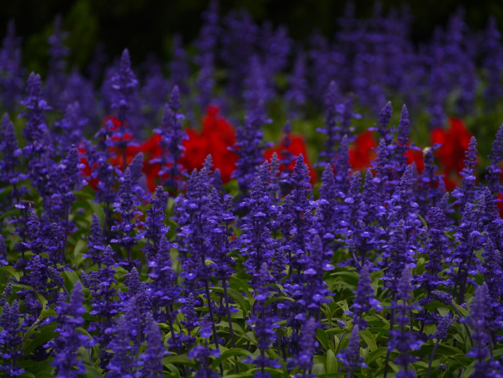 Panasonic Lumix DMC-GX1 sample photo. Blue sage, flowers, blue-violet photography