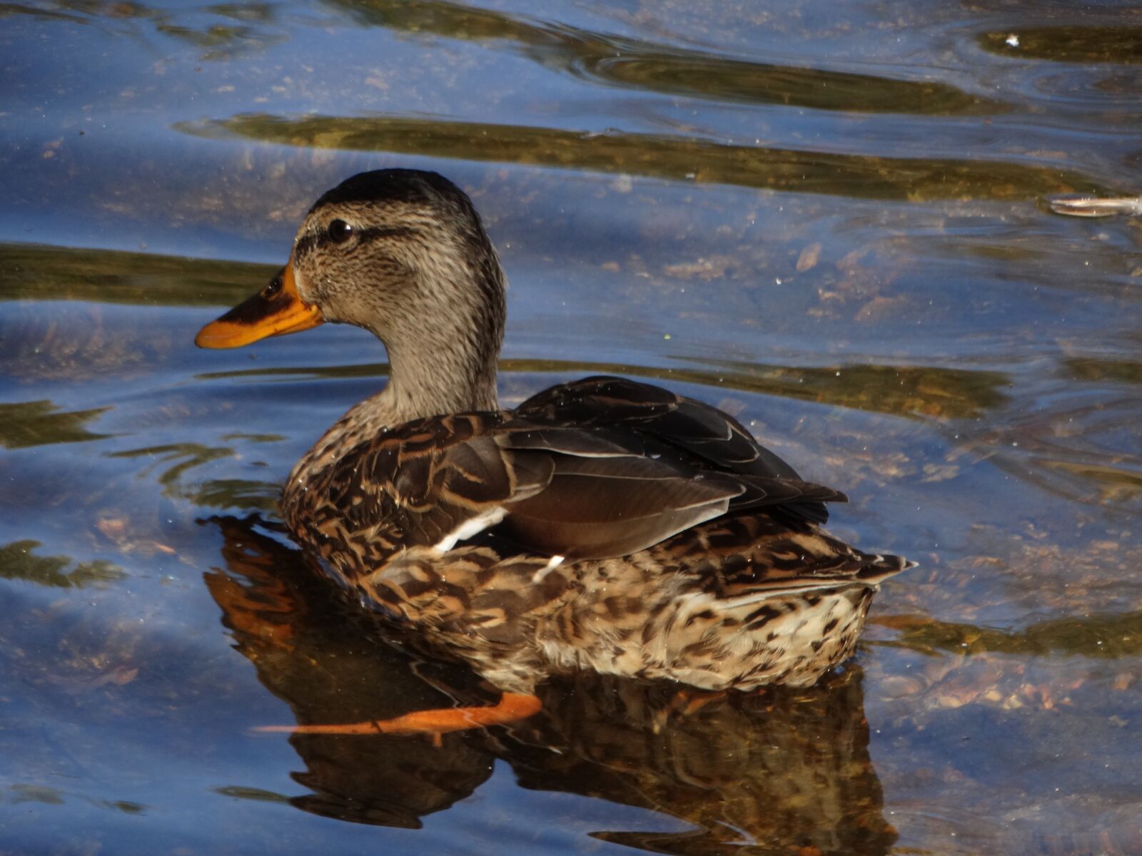 Sony Cyber-shot DSC-HX300 sample photo. Duck, animal, mallard photography