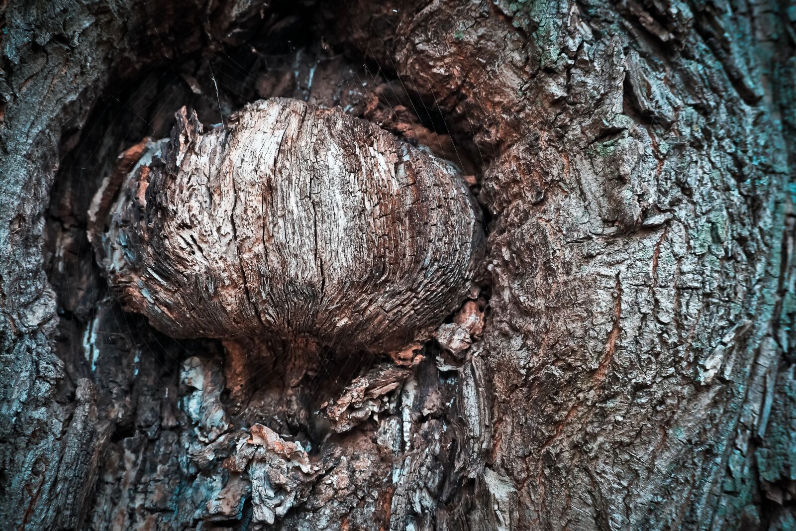 Olympus OM-D E-M10 sample photo. Tree, bark, log photography