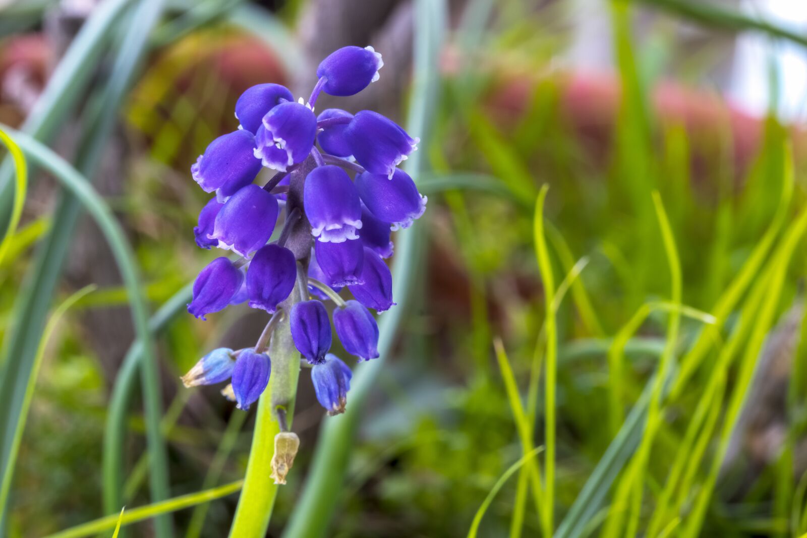 Canon EF-S 60mm F2.8 Macro USM sample photo. Muscari neglectum, flower, bloom photography