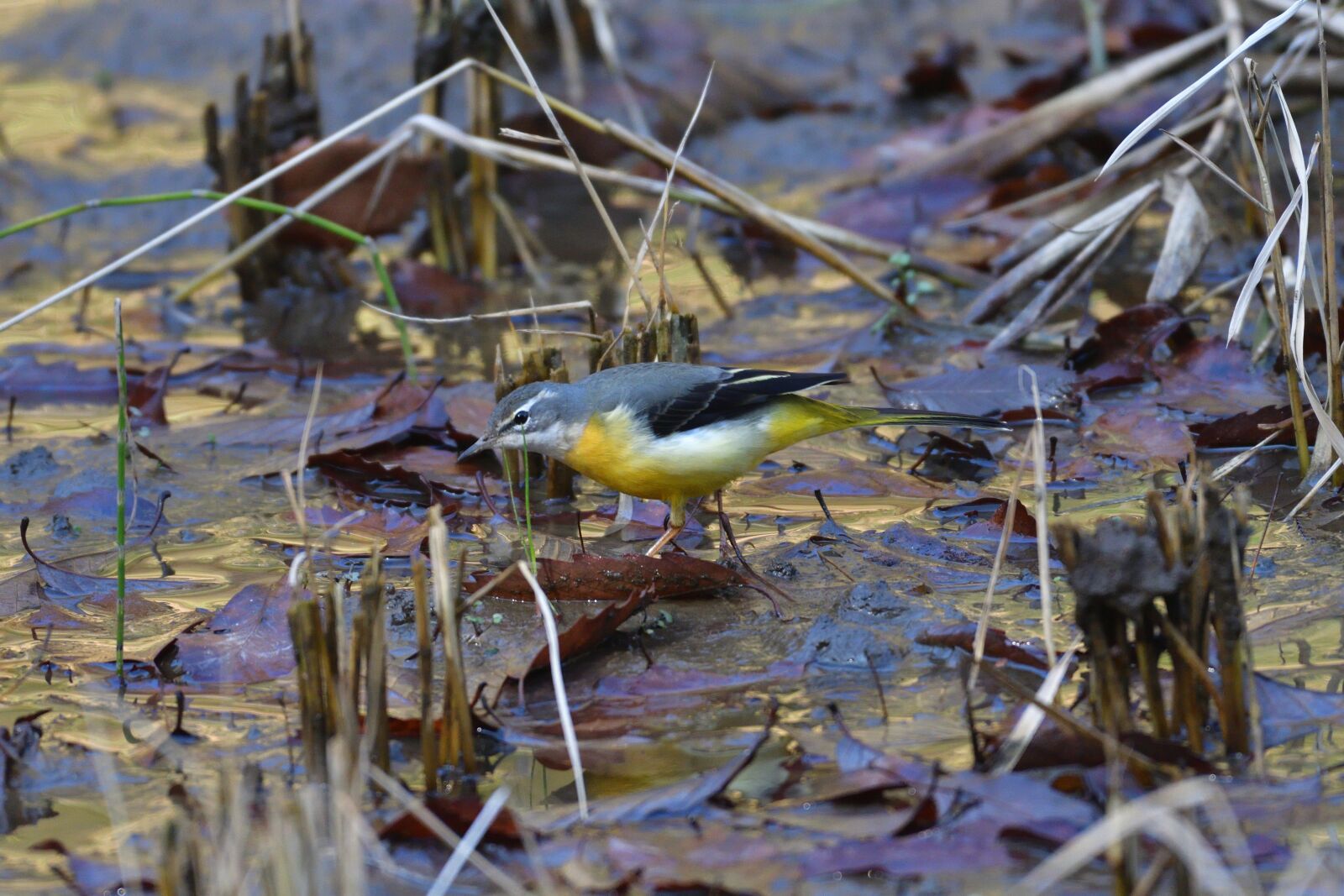 Nikon D500 sample photo. Natural, outdoors, pond photography