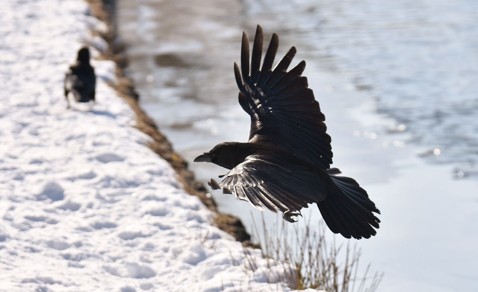 Nikon D7200 sample photo. Common raven, flying, snow photography